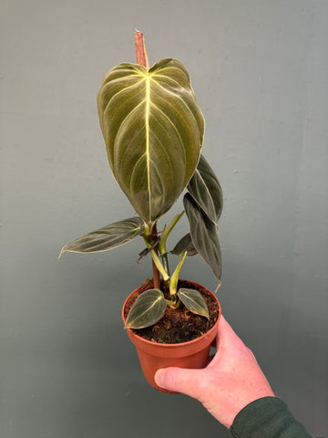 Black Gold Philodendron ( Philodendron melanochrysum )