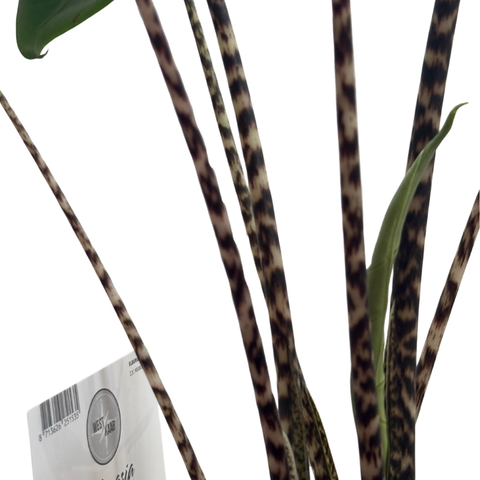 Large Alocasia Zebrina - Zebra Plant