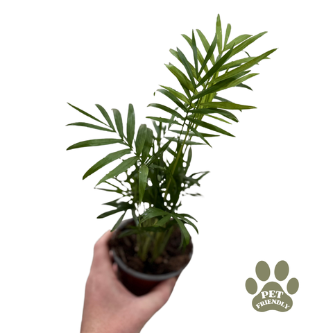 Chamaedorea elegans (Parlour Palm)