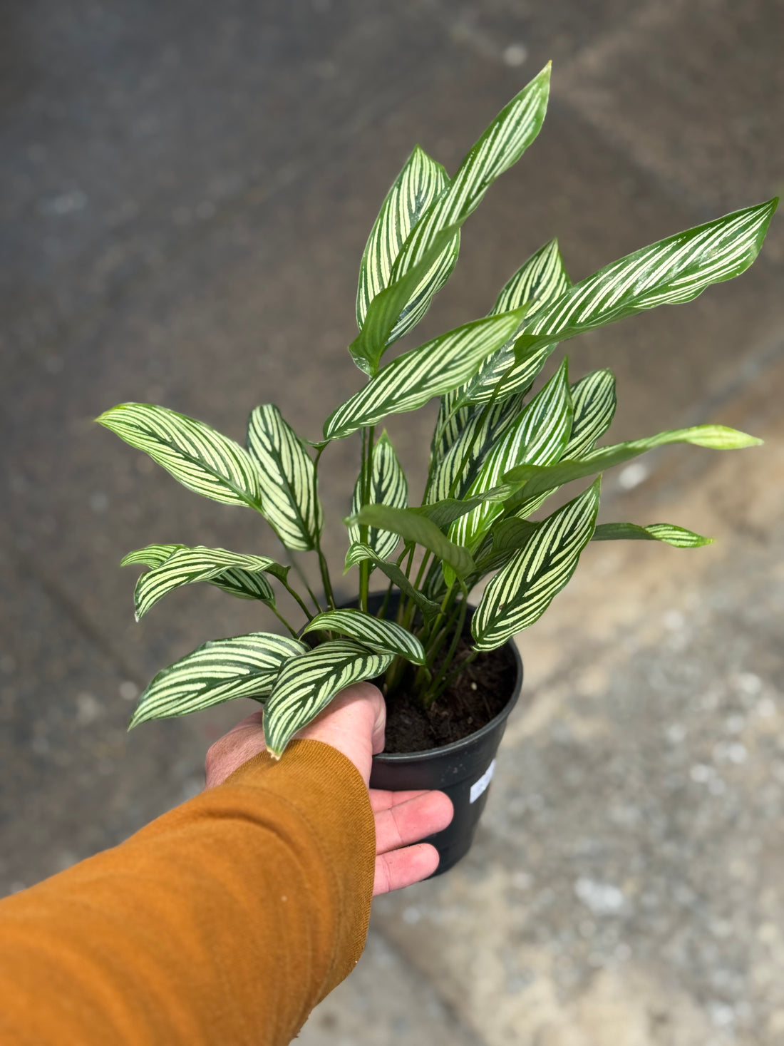 Calathea Vittata