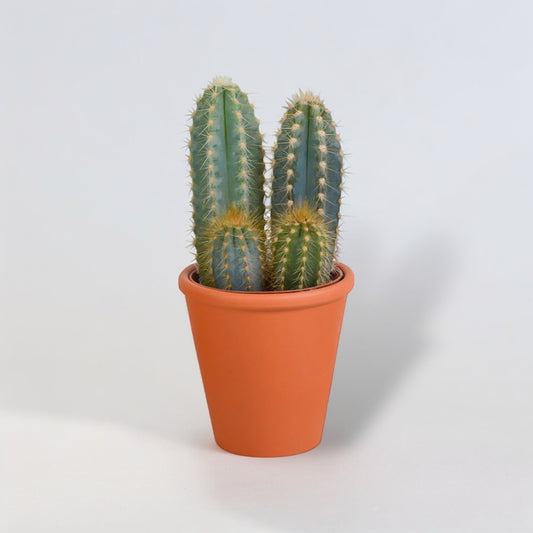 Mixed Cacti in Terracotta Pot