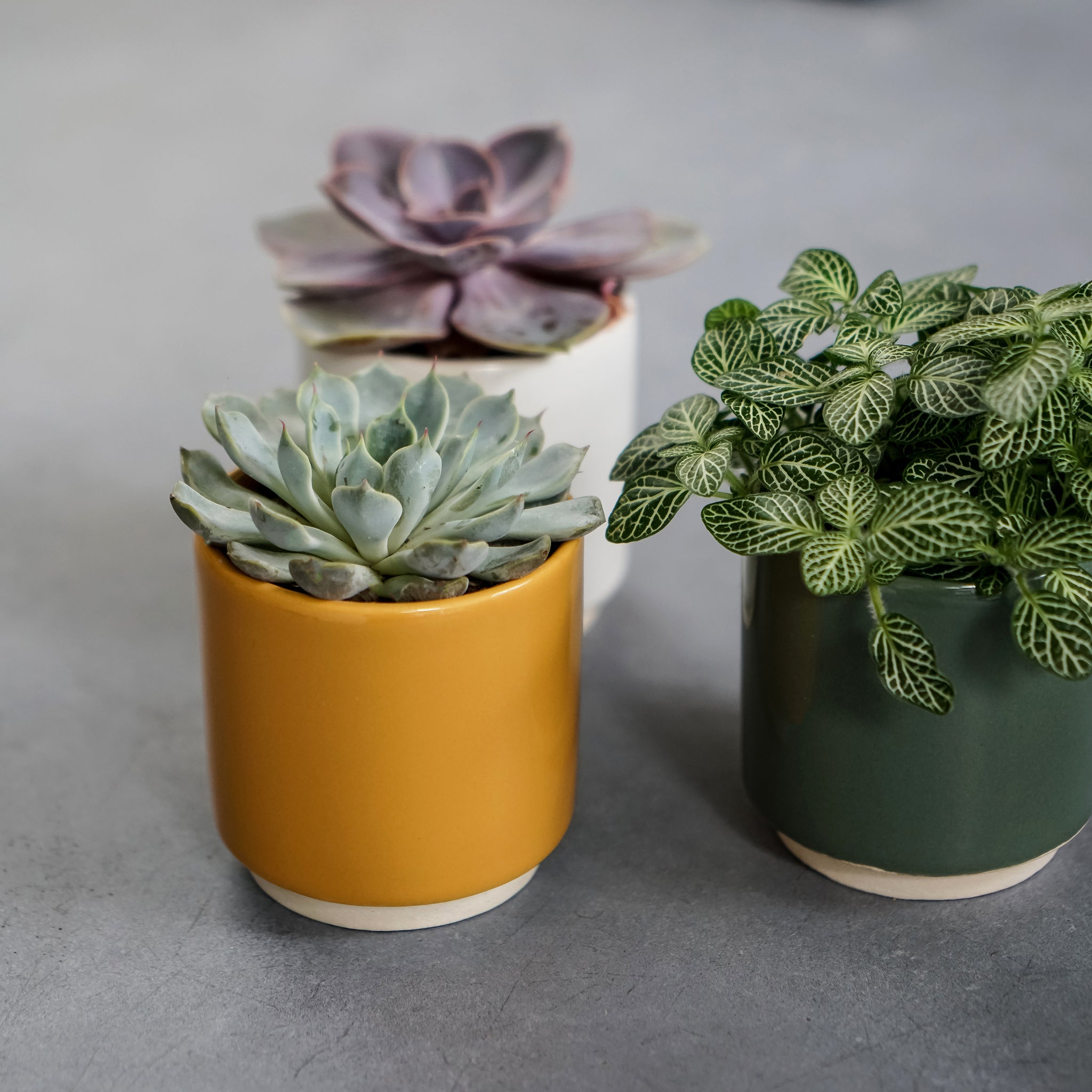 Mustard Enos Ceramic Indoor Plant Pot - H7.5cm D7cm