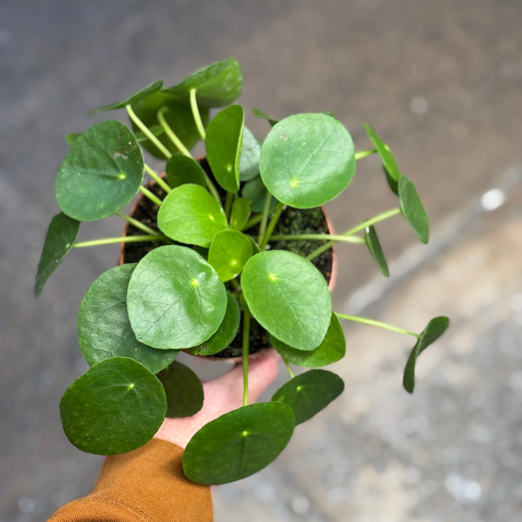 Chinese Money Plant