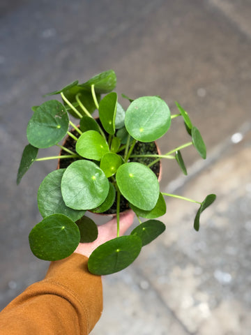 Chinese Money Plant