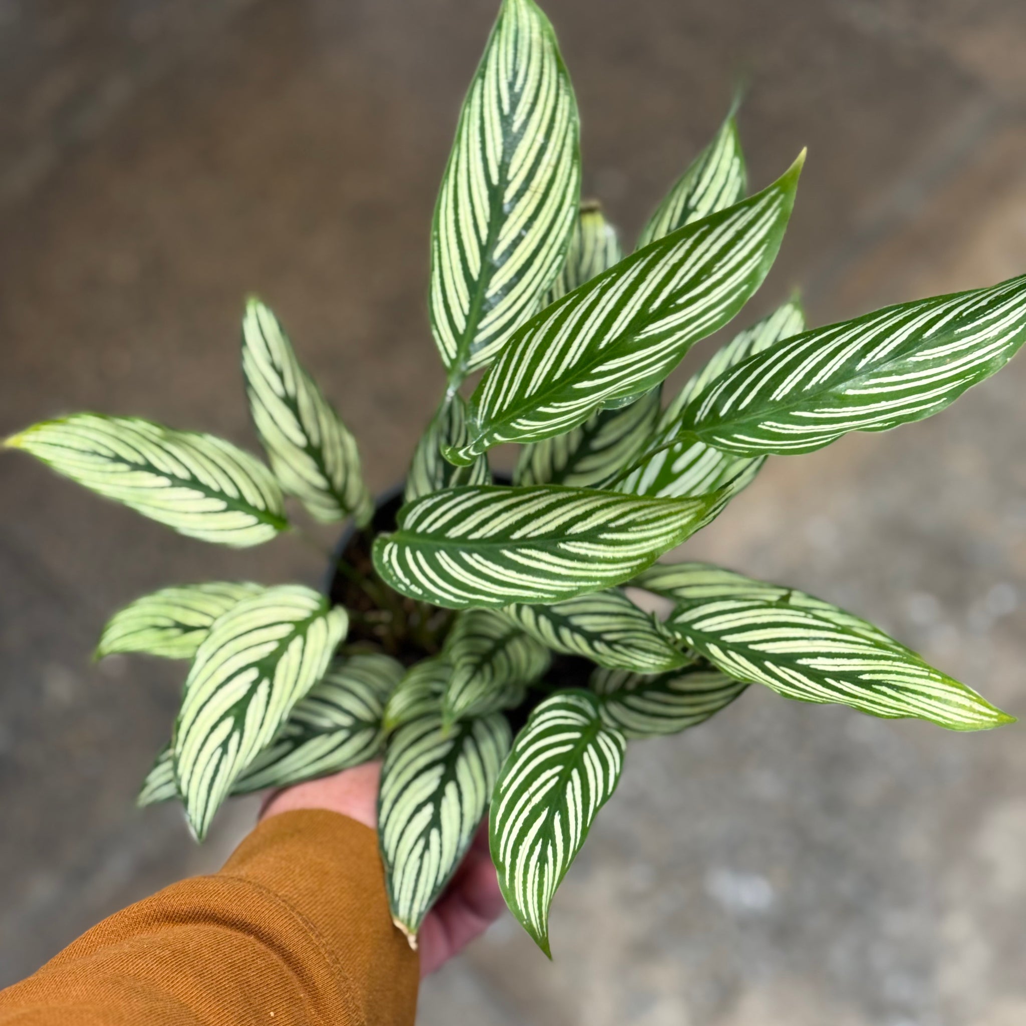 Calathea Vittata