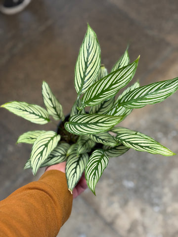 Calathea Vittata