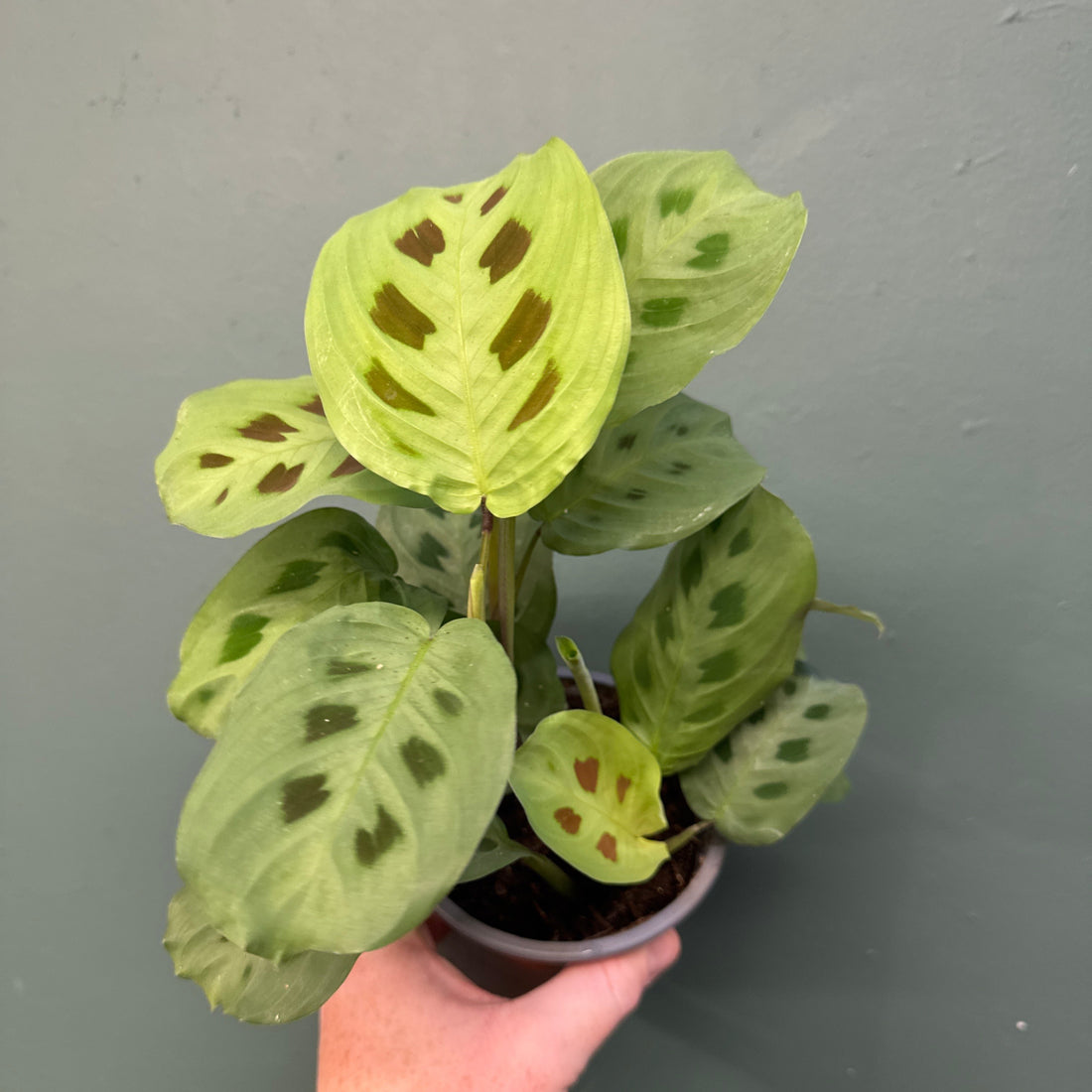 Prayer Plant - Marantha (Lucky Dip)