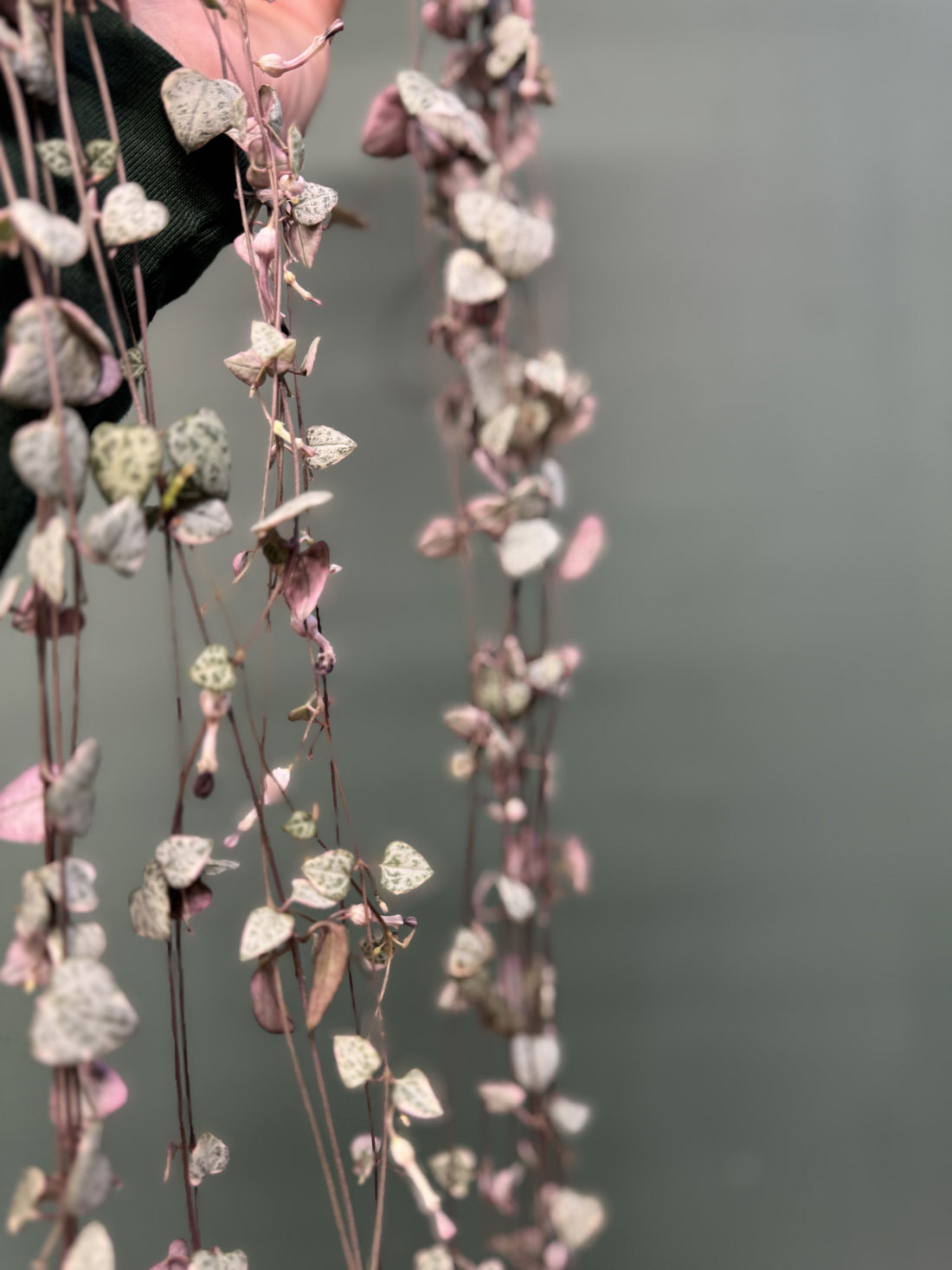 Variegated String of Hearts Hang Pot