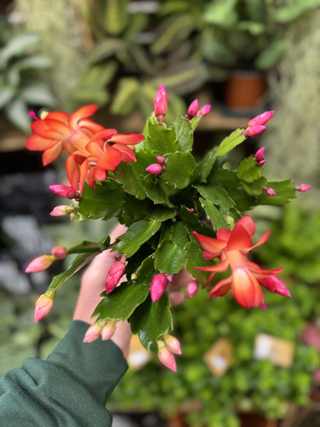 Christmas Cacti (Schlumbergera Mix)