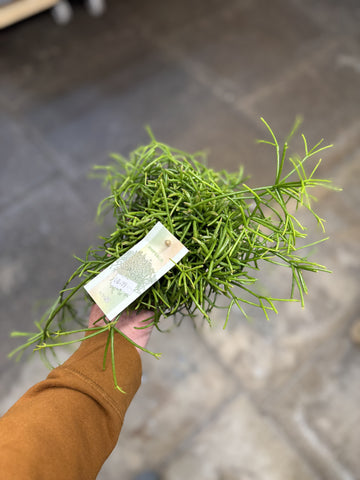 Mistletoe Cactus