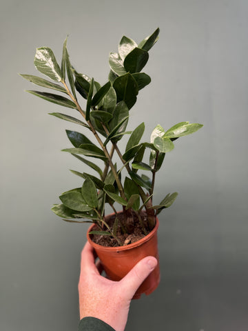 'ZZ' Plant - Zami IndoorPlant 12cm