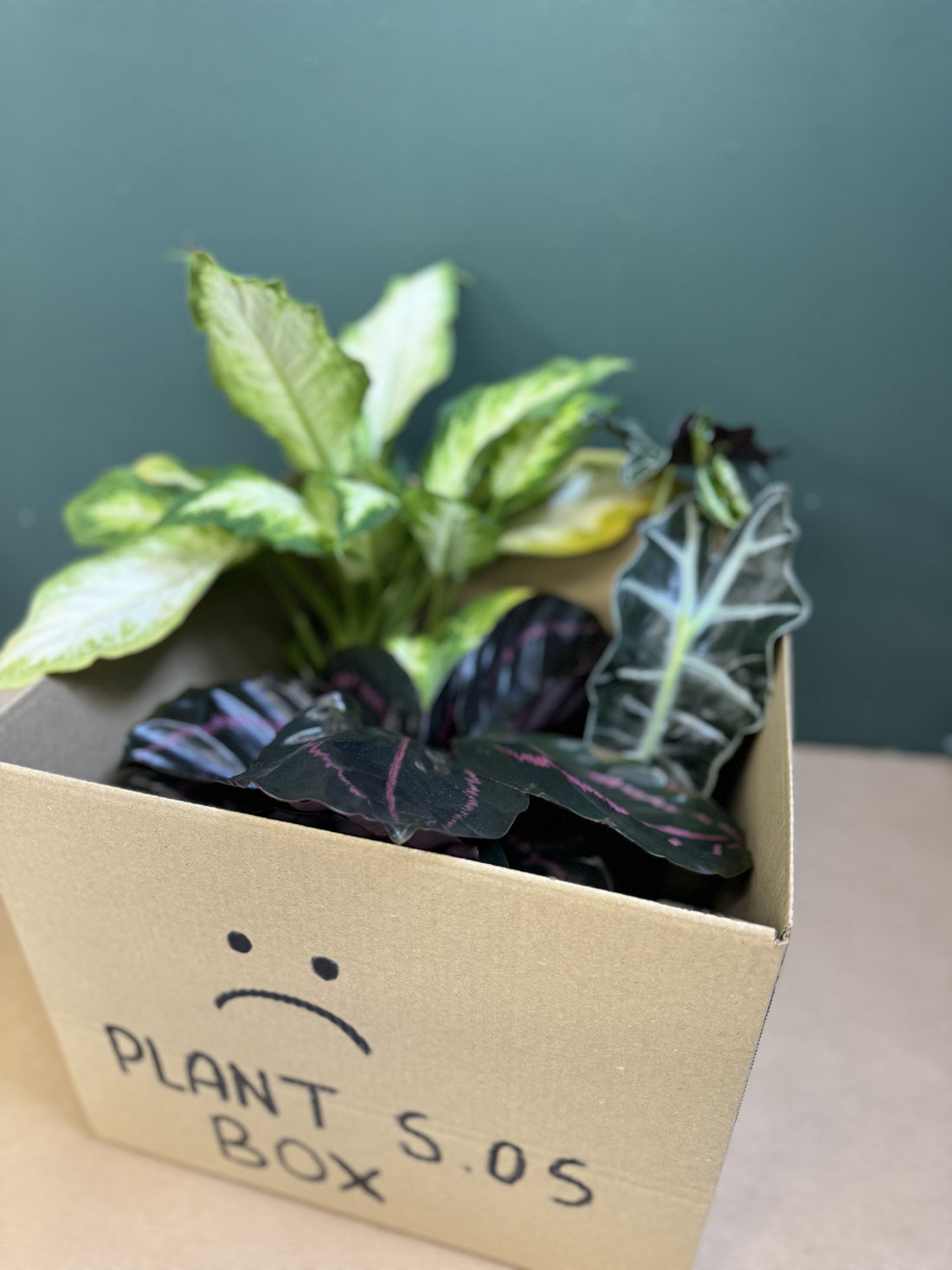 HELP! Plant SOS Box