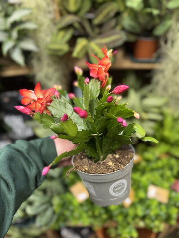 Christmas Cacti (Schlumbergera Mix)