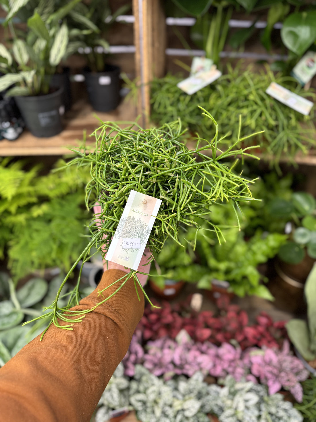 Mistletoe Cactus