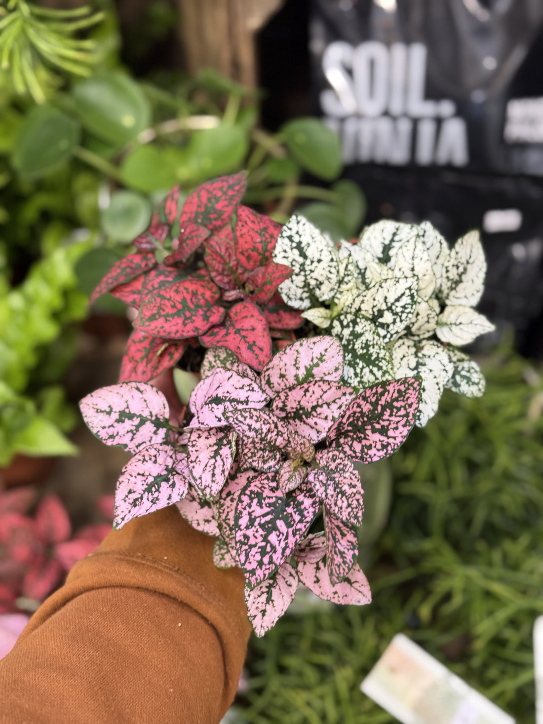 Polka Dot Plant