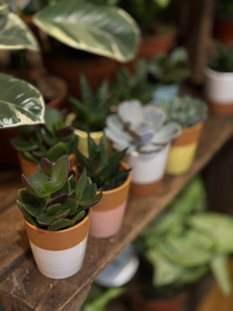 Mixed Succulent in Pot