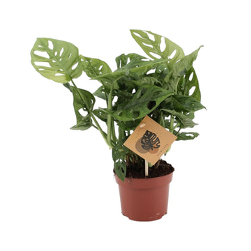 Monstera adansonii Monkey Mask 12Ø