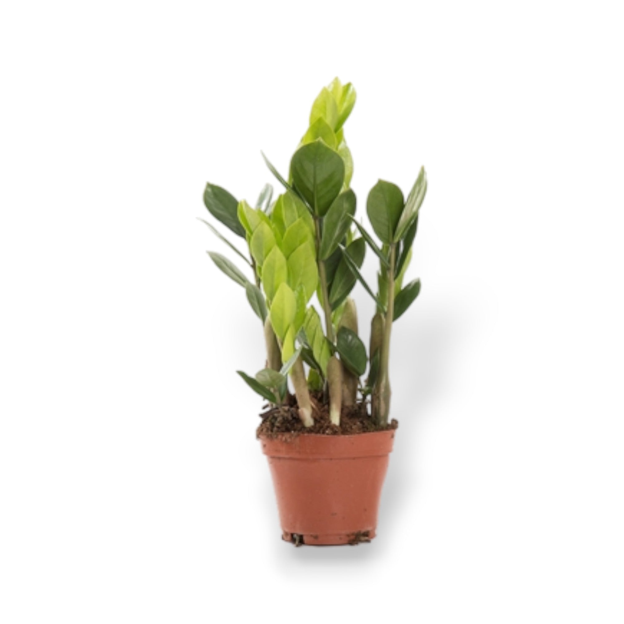 'ZZ' Plant - Zami IndoorPlant 12cm