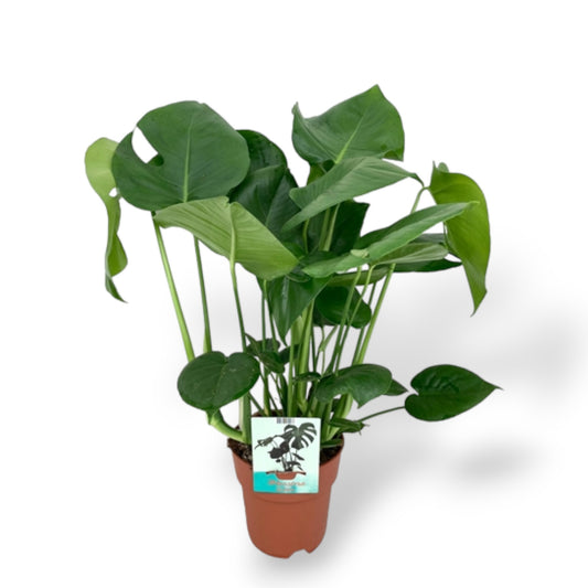 Monstera Deliciosa (Large) (Local Delivery & Pick Up Only)