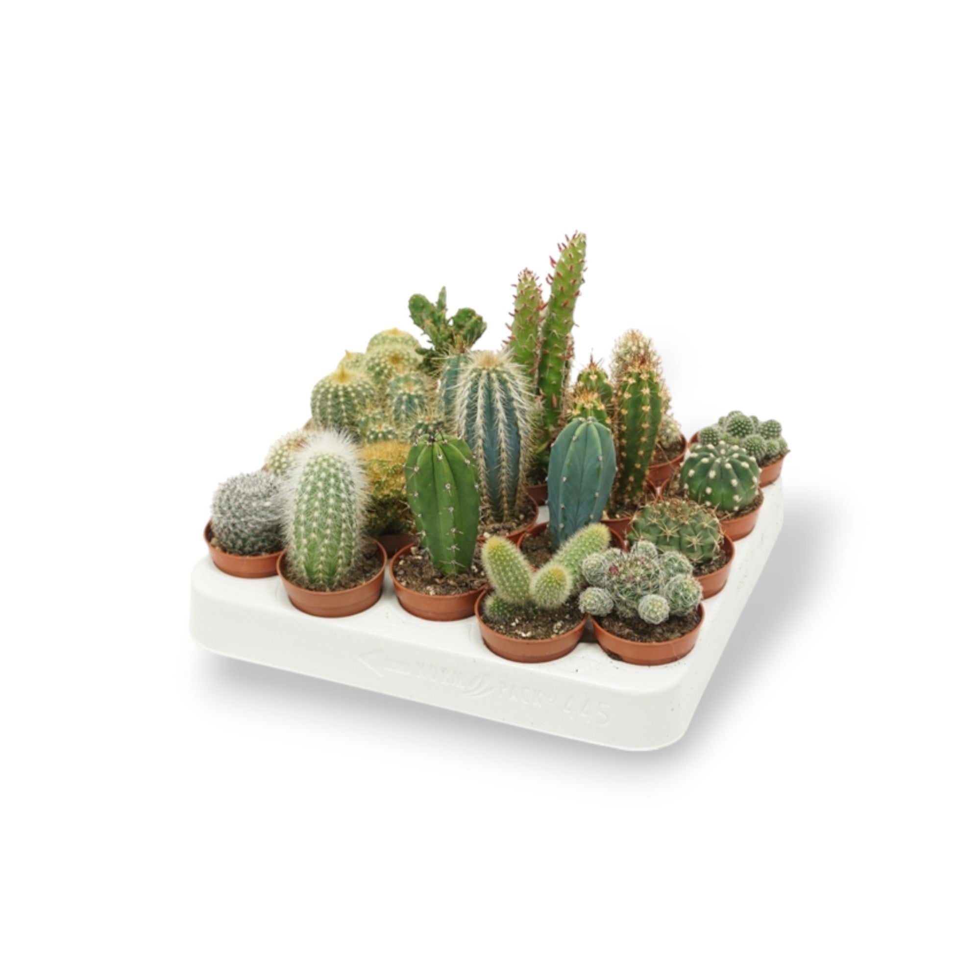 Mini Cacti