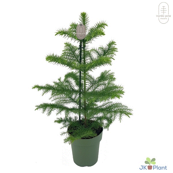 Norfolk Island Pine