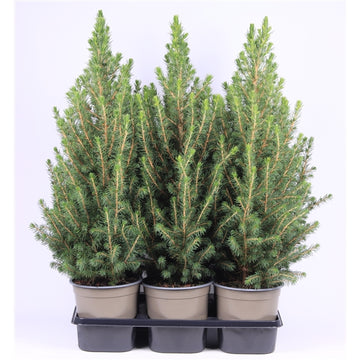 Picea Glauca Coniea | 17cm | 60cm+