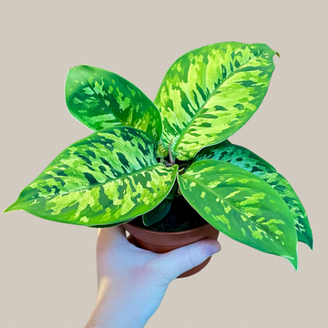 Homalomena wallisii 'Camouflage'