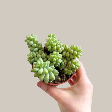Sedum burrito (Burro’s Tail)