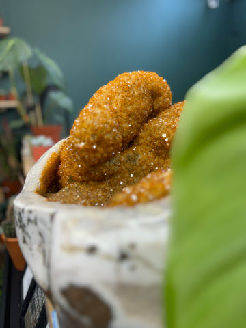 35kg High-Grade Citrine Cluster