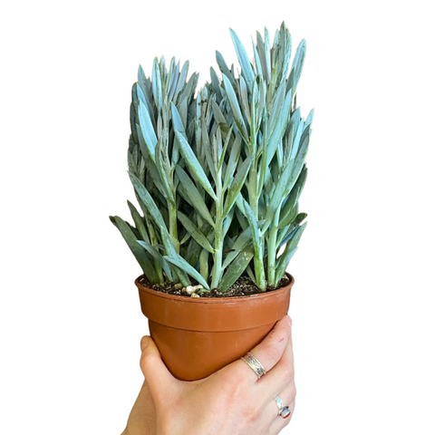 Mount Everest Senecio - Curio ficoides 'Tali Mount Everest'